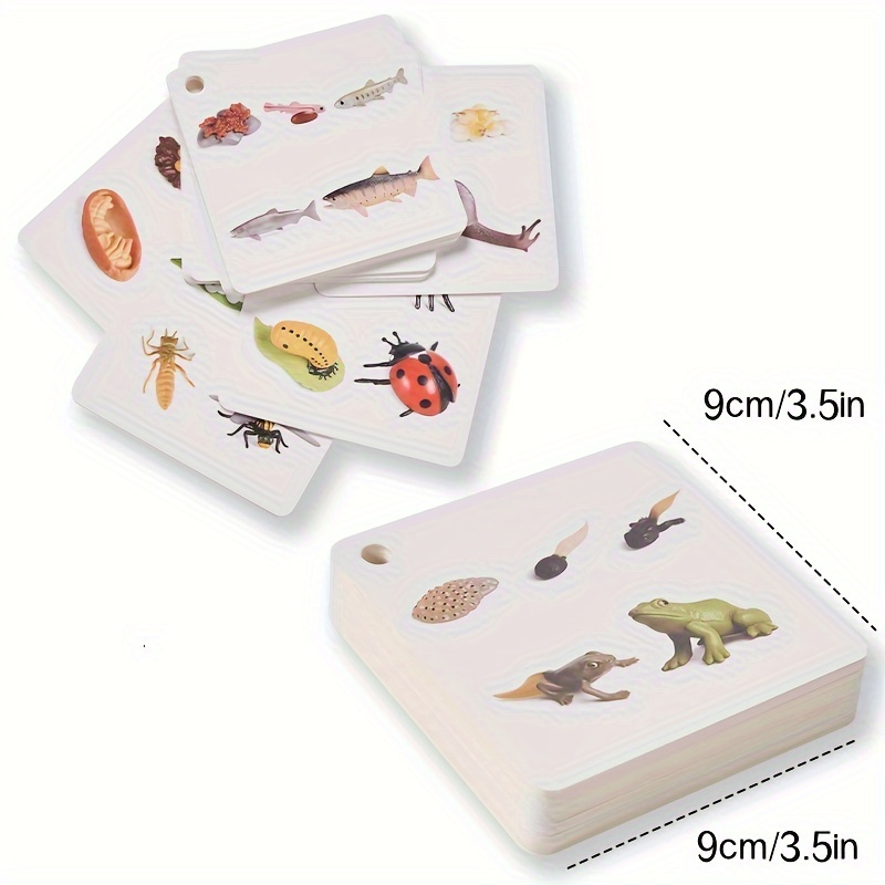Growth Cycle Cards of 34 Species, Panda, Dinosaur, Crocodile, Butterfly, etc., Double-sided Color Printing, with Storage Ring - Image 9