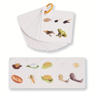 Growth Cycle Cards of 34 Species, Panda, Dinosaur, Crocodile, Butterfly, etc., Double-sided Color Printing, with Storage Ring