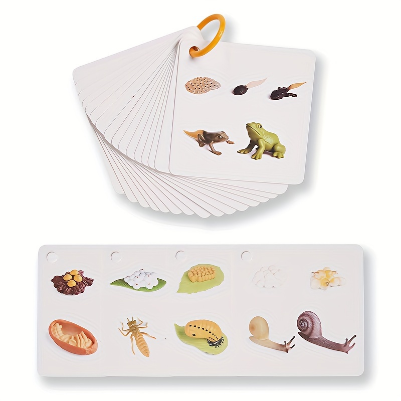 Growth Cycle Cards of 34 Species, Panda, Dinosaur, Crocodile, Butterfly, etc., Double-sided Color Printing, with Storage Ring