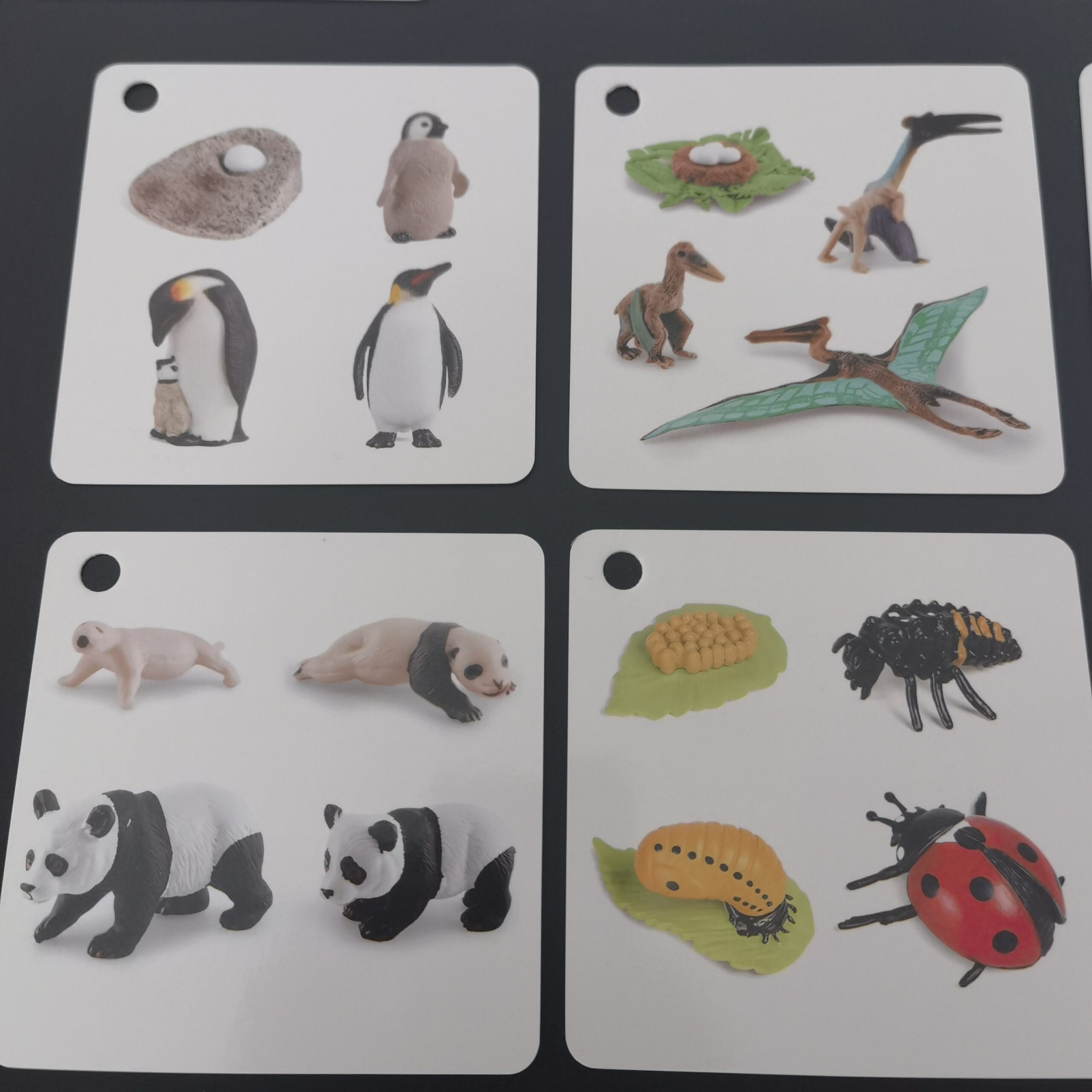 Growth Cycle Cards of 34 Species, Panda, Dinosaur, Crocodile, Butterfly, etc., Double-sided Color Printing, with Storage Ring - Image 4
