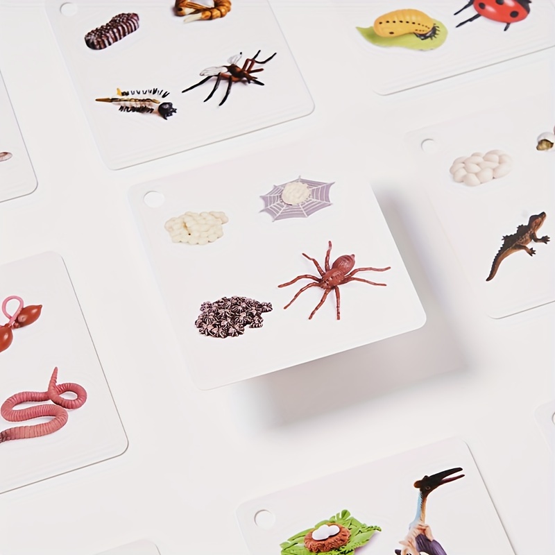 Growth Cycle Cards of 34 Species, Panda, Dinosaur, Crocodile, Butterfly, etc., Double-sided Color Printing, with Storage Ring - Image 6