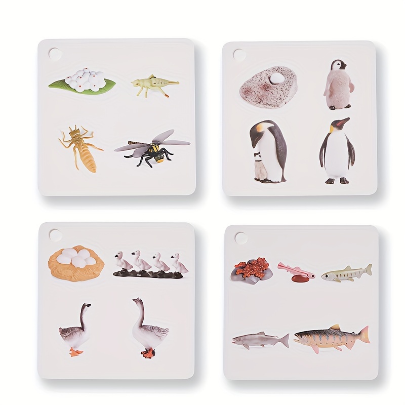 Growth Cycle Cards of 34 Species, Panda, Dinosaur, Crocodile, Butterfly, etc., Double-sided Color Printing, with Storage Ring - Image 7