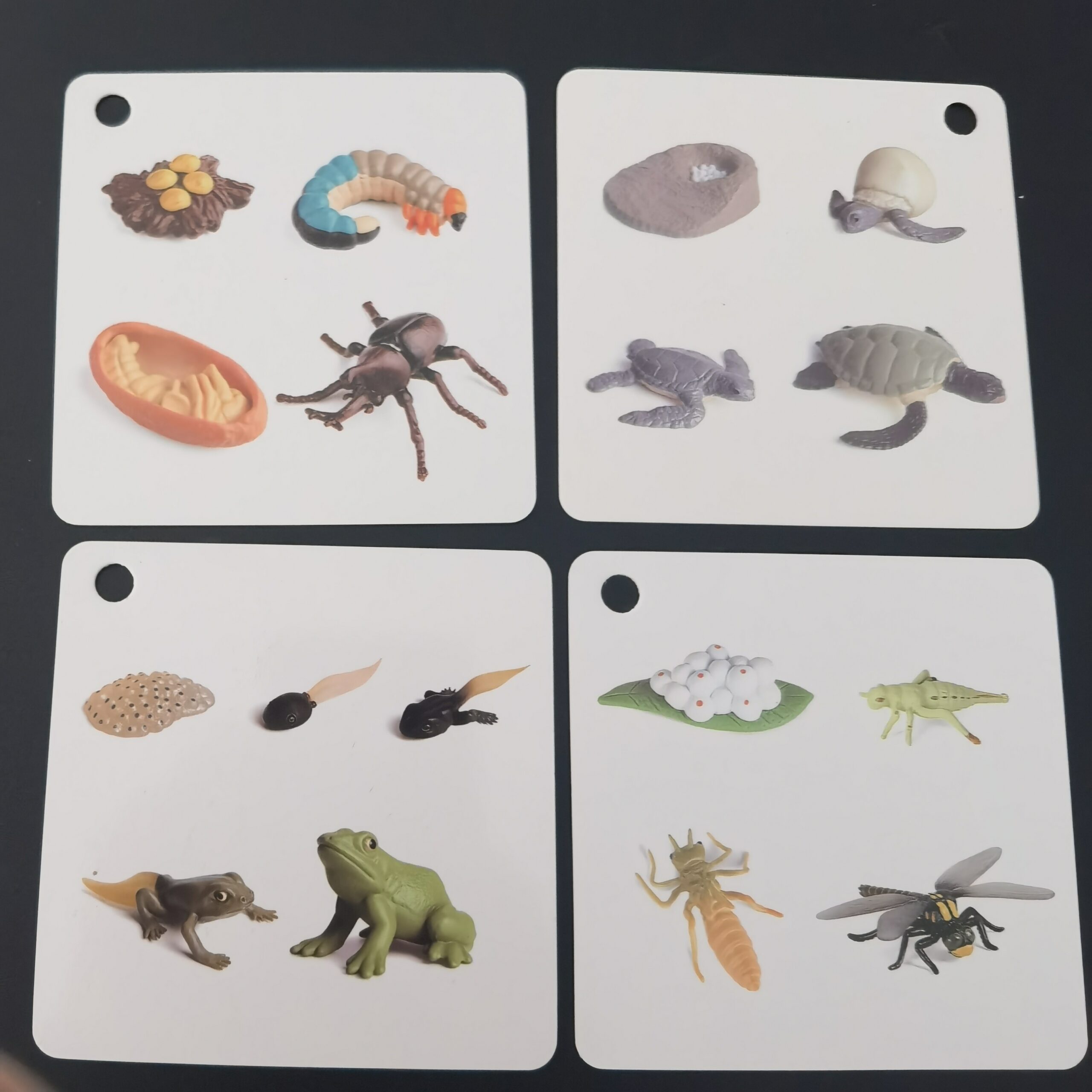 Growth Cycle Cards of 34 Species, Panda, Dinosaur, Crocodile, Butterfly, etc., Double-sided Color Printing, with Storage Ring - Image 2